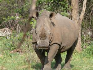 The Rhino named Swazi