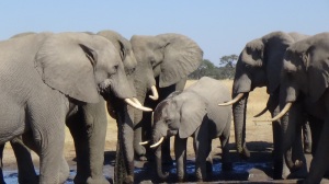 A succession of Bull Elephant at a watering hole.