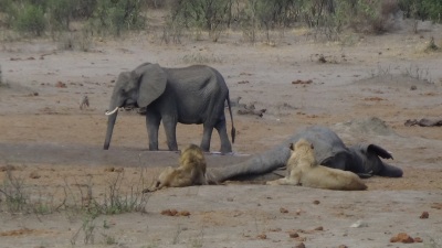 The Lion in Hwange, from September will prey on the elephant in their weakened state.