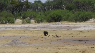 The abandoned elephant calf.