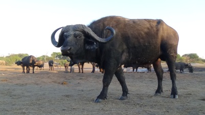 The buffalo and other wildlife have a hard time accessing water. This bull rather curious and thirsty came to check us out.